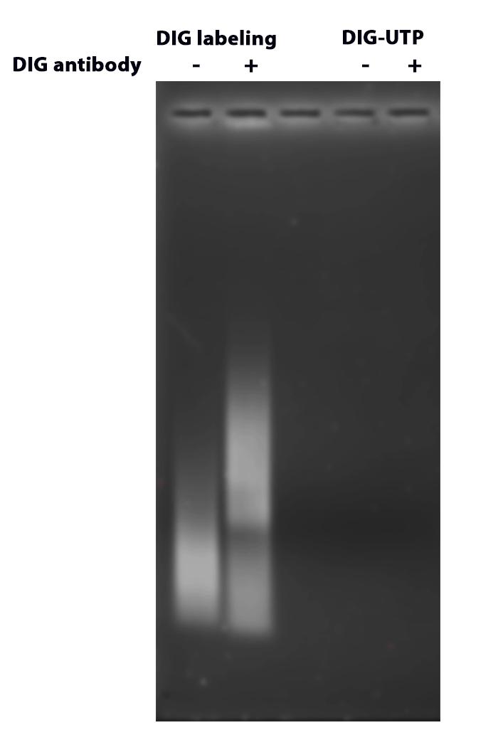 Verification of&nbsp;double stranded DNA labeling with ReadiLink&trade; DIG (Digoxigenin) Nick Translation dsDNA Labeling Kit. Double stranded DNA were labeled with&nbsp;ReadiLink&trade; DIG (Digoxigenin) Nick Translation dsDNA Labeling Kit, purified and then incubated with or without anti-DIG antibody before applied to agarose gel electrophoresis. Gel was stained with Gelite&trade; Safe DNA Gel Stain. Anti-DIG antibody caused a supershift of DIG-labeled dsDNA while in the absence of antibody, shift was not obseved.