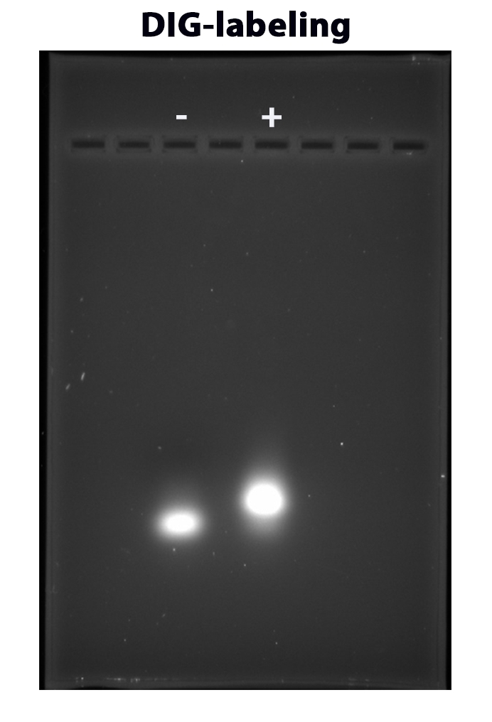 Verification of single stranded DNA labeling with ReadiLink™ DIG (Digoxigenin) Oligo and ssDNA Labeling Kit. Starting material without DIG labeling (-) and starting material with DIG labeling (+) were run on 4% agarose gel followed by gel staining with SYBR™ Gold Nucleic Acid Gel Stain. DIG labeled ssDNA has more bases due to labeling, thus shows higher band pattern compared to control.