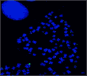 Telomere quantitative fluorescence in situ hybridization in metaphase HeLa cells using iFluor® 488-dUTP labeled telomere probes. Probes were created using the ReadiLink™ iFluor® 488 FISH Fluorescence Imaging kit.