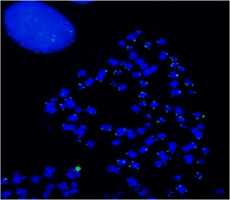 Telomere quantitative fluorescence in situ hybridization in metaphase HeLa cells using iFluor® 488-dUTP labeled telomere probes. Probes were created using the ReadiLink™ iFluor® 488 FISH Fluorescence Imaging kit.