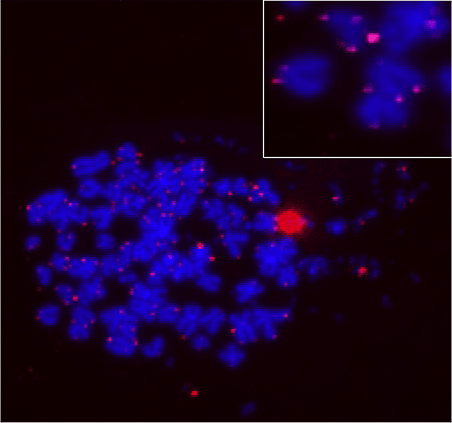 Telomere quantitative fluorescence in situ hybridization in metaphase HeLa cells using iFluor® 555-dUTP labeled telomere probes. Probes were created using the ReadiLink™ iFluor® 555 FISH Fluorescence Imaging kit.