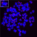Telomere quantitative fluorescence in situ hybridization in metaphase HeLa cells using iFluor® 647-dUTP labeled telomere probes. Probes were created using the ReadiLink™ iFluor® 647 FISH Fluorescence Imaging kit.