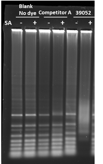 Gel electrophoresis was performed on DNA (1 Kb Plus ladder) labeled with ReadiLink™ Psoralen-A17-Biotin (Cat# 3052) or a comparable product from Competitor A. The biotin-labeled DNA was incubated with Streptavidin (SA) for 30 minutes before loading onto the gel. The gel was then stained using Gelite Safe DNA gel stain (Cat# 17704), and the image was captured using a gel imager with a SYBR filter.
