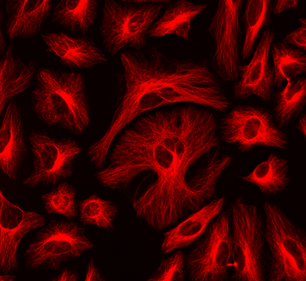HeLa cells were labeled with mouse anti-tubulin followed by a goat anti-mouse IgG conjugated to Cy3 using the ReadiLink™ Rapid Cy3 Antibody Labeling Kit (Cat No. 5722).