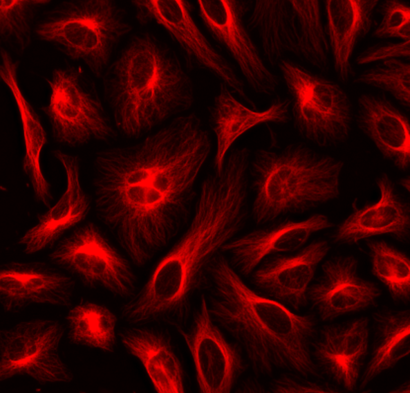 HeLa cells were labeled with mouse anti-tubulin followed by a goat anti-mouse IgG conjugated to Cy5 using the ReadiLink™ Rapid Cy5 Antibody Labeling Kit (Cat No. 5725).