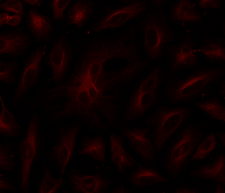 HeLa cells were labeled with mouse anti-tubulin followed by a goat anti-mouse IgG conjugated to Cy7 using the ReadiLink™ Rapid Cy7 Antibody Labeling Kit (Cat No. 5727).