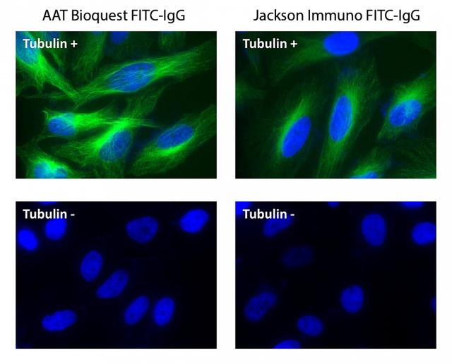 HeLa cells were incubated with (Tubulin+) or without (Tubulin-) mouse anti-tubulin followed by AAT&rsquo;s FITC&nbsp;goat anti-mouse IgG conjugate (Green, Left) or Jackson&rsquo;s FITC&nbsp;goat anti-mouse IgG conjugate (Green, Right), respectively. Cell nuclei were stained with Hoechst 33342 (Blue, Cat# 17530).