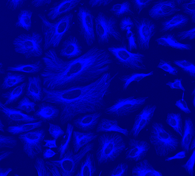 HeLa cells were labeled with mouse anti-tubulin followed by a goat anti-mouse IgG conjugated to iFluor® 350 using the ReadiLink™ Rapid iFluor® 350 Antibody Labeling Kit (Cat No. 5700).