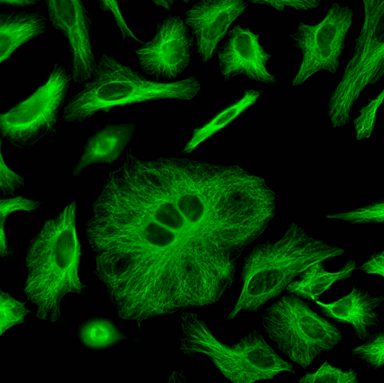 HeLa cells were labeled with mouse anti-tubulin followed by a goat anti-mouse IgG conjugated to iFluor® 488 using the ReadiLink™ Rapid iFluor® 488 Antibody Labeling Kit (Cat No. 5702).