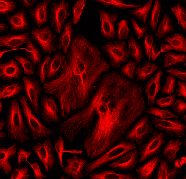 HeLa cells were labeled with mouse anti-tubulin followed by a goat anti-mouse IgG conjugated to iFluor® 555 using the ReadiLink™ Rapid iFluor® 555 Antibody Labeling Kit (Cat No. 5705).