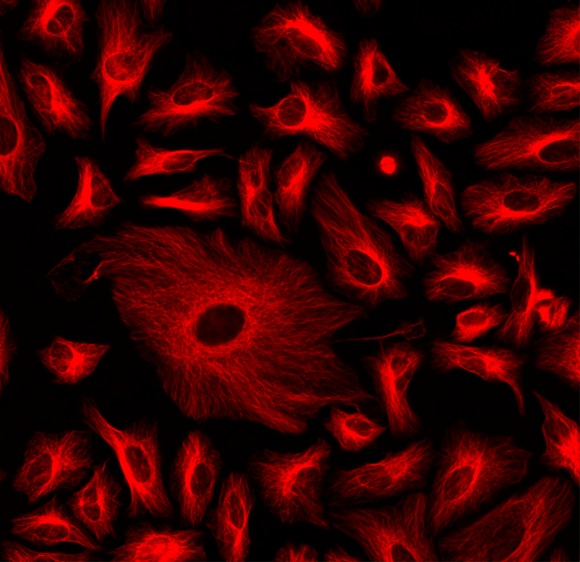 HeLa cells were labeled with mouse anti-tubulin followed by a goat anti-mouse IgG conjugated to iFluor® 594 using the ReadiLink™ Rapid iFluor® 594 Antibody Labeling Kit (Cat No. 5710).