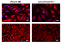 HeLa cells were incubated with mouse anti-tubulin followed by AAT’s iFluor® 647 goat anti-mouse IgG conjugate (Red, Left) or Alexa Fluor<sup>®</sup> 647 goat anti-mouse IgG<sup>  </sup>(Red, Right), respectively. Cell nuclei were stained with Hoechst 33342 (Blue, Cat#17530).