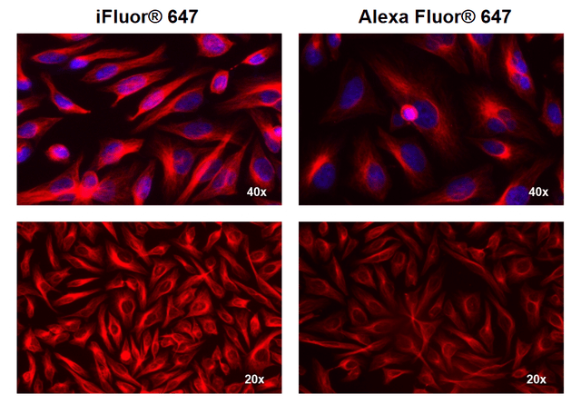 HeLa cells were incubated with mouse anti-tubulin followed by AAT’s iFluor® 647 goat anti-mouse IgG conjugate (Red, Left) or Alexa Fluor<sup>®</sup> 647 goat anti-mouse IgG<sup>  </sup>(Red, Right), respectively. Cell nuclei were stained with Hoechst 33342 (Blue, Cat#17530).