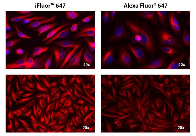 HeLa cells were incubated with mouse anti-tubulin followed by AAT&rsquo;s iFluor® 647 goat anti-mouse IgG conjugate (Red, Left) or Alexa Fluor<sup>&reg;</sup>&nbsp;647 goat anti-mouse IgG<sup>&nbsp;&nbsp;</sup>(Red, Right), respectively. Cell nuclei were stained with Hoechst 33342 (Blue, Cat#17530).