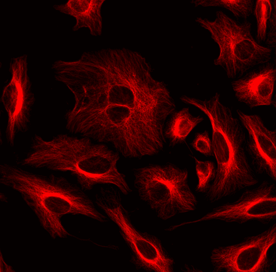 HeLa cells were labeled with mouse anti-tubulin followed by a goat anti-mouse IgG conjugated to iFluor® 647 using the ReadiLink™ Rapid iFluor® 647 Antibody Labeling Kit (Cat No. 5713).