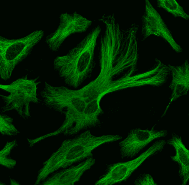 HeLa cells were labeled with mouse anti-tubulin followed by a goat anti-mouse IgG conjugated to XFD488 using the ReadiLink™ Rapid XFD488 Antibody Labeling Kit (Cat No. 5730).