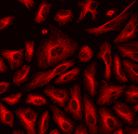 HeLa cells were labeled with mouse anti-tubulin followed by a goat anti-mouse IgG conjugated to XFD555 using the ReadiLink™ Rapid XFD555 Antibody Labeling Kit (Cat No. 5733).