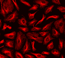 HeLa cells were labeled with mouse anti-tubulin followed by a goat anti-mouse IgG conjugated to XFD594 using the ReadiLink™ Rapid XFD594 Antibody Labeling Kit (Cat No. 5736).