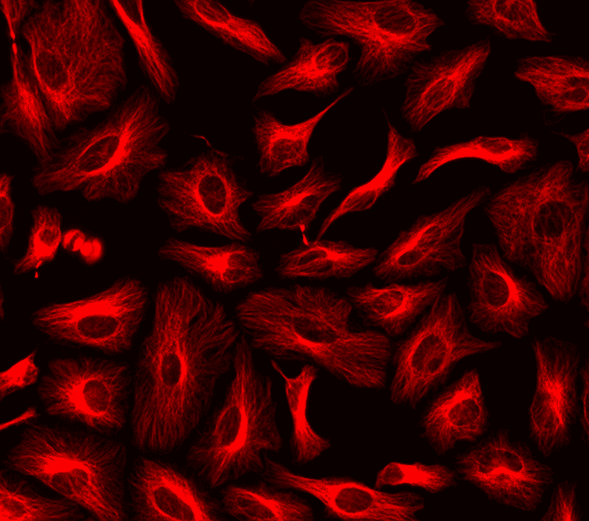 HeLa cells were labeled with mouse anti-tubulin followed by a goat anti-mouse IgG conjugated to XFD594 using the ReadiLink™ Rapid XFD594 Antibody Labeling Kit (Cat No. 5736).