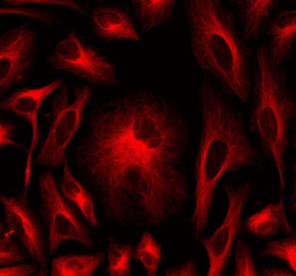 HeLa cells were labeled with mouse anti-tubulin followed by a goat anti-mouse IgG conjugated to XFD647 using the ReadiLink™ Rapid XFD647 Antibody Labeling Kit (Cat No. 5740).