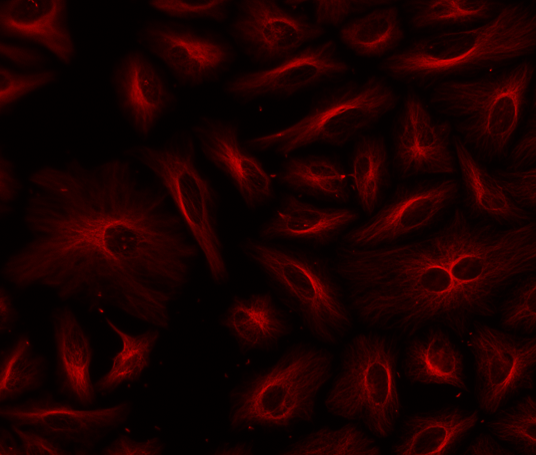 HeLa cells were labeled with mouse anti-tubulin followed by a goat anti-mouse IgG conjugated to XFD750 using the ReadiLink™ Rapid XFD750 Antibody Labeling Kit (Cat No. 5745).