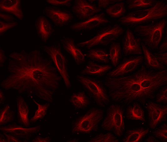 HeLa cells were labeled with mouse anti-tubulin followed by a goat anti-mouse IgG conjugated to XFD750 using the ReadiLink™ Rapid XFD750 Antibody Labeling Kit (Cat No. 5745).