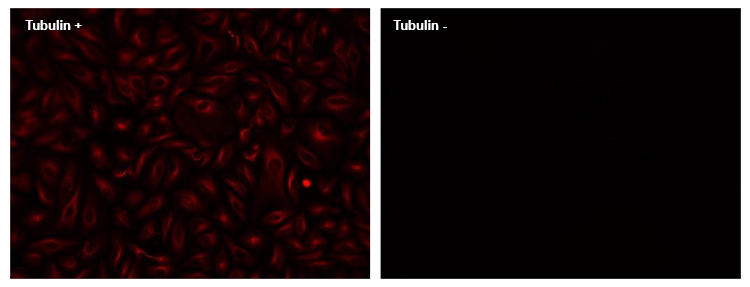 HeLa cells were incubated with (Tubulin+) or without (Tubulin-) mouse anti-tubulin followed by XFD750 goat anti-mouse IgG conjugate (H+L).