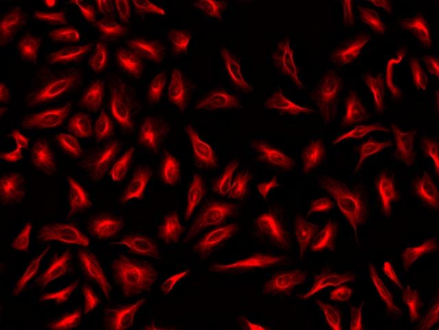 Immunofluorescence&nbsp;staining of tubulin in HeLa cells. HeLa cells were fixed with 4% PFA, permeabilized with 0.1% Triton X-100 and blocked. Cells were then incubated with mouse anti-tubulin monoclonal antibody and stained with a goat anti-mouse IgG labeled using the ReadiLink&trade; xtra Rapid AF594 Antibody Labeling Kit (Cat No. 1982).