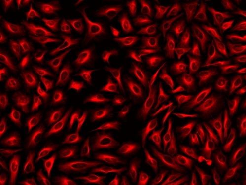 Immunofluorescence staining of tubulin in HeLa cells. HeLa cells were fixed with 4% PFA, permeabilized with 0.1% Triton X-100 and blocked. Cells were then incubated with mouse anti-tubulin antibody and stained with a goat anti-mouse IgG labeled using the ReadiLink™ xtra Rapid Cy7 Antibody Labeling Kit (Cat No. 1973).