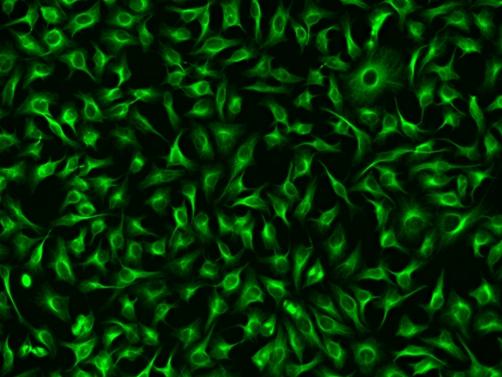 Immunofluorescence&nbsp;staining of tubulin in HeLa cells. HeLa cells were fixed with 4% PFA, permeabilized with 0.1% Triton X-100 and blocked. Cells were then incubated with rabbit anti-tubulin monoclonal antibody and stained with a goat anti-rabbit IgG labeled using the ReadiLink&trade; xtra Rapid FITC Antibody Labeling Kit (Cat No. 1970).