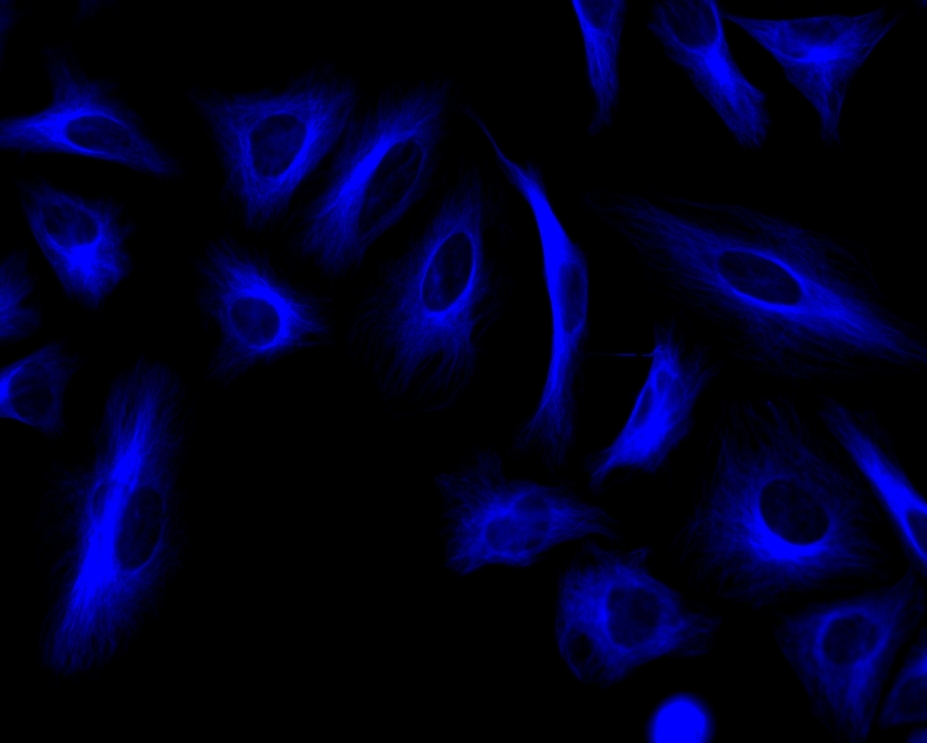 Immunofluorescence staining of tubulin in HeLa cells. HeLa cells were fixed with 4% PFA, permeabilized with 0.1% Triton X-100 and blocked. Cells were then incubated with rabbit anti-tubulin monoclonal antibody and stained with a goat anti-rabbit IgG labeled using the ReadiLink™ xtra Rapid iFluor® 350 Antibody Labeling Kit (Cat No. 1950).
