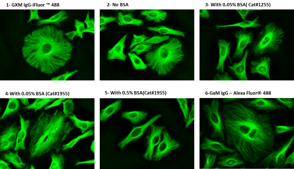 Immunofluorescence staining of tubulin in HeLa cells. HeLa cells were fixed with 4% PFA, permeabilized with 0.1% Triton X-100 and blocked. Cells were then incubated with mouse anti-tubulin antibody (1ug/ml) and stained with a goat anti-mouse IgG conjugate (5ug/ml) labeled using different methods:
<ol>
<li>GXM IgG-iFluor®488 (Cat#16448)</li>
<li> 50ug GXM IgG in PBS with ReadiLink™ Rapid iFluor® 488 Antibody Labeling Kit (Cat#1255)</li>
<li>50ug GXM IgG in PBS + 0.05% BSA with ReadiLink™ Rapid iFluor® 488 Antibody Labeling Kit (Cat#1255)</li>
<li>50ug GXM IgG in PBS + 0.05% BSA with  ReadiLink™ xtra Rapid iFluor® 488 Antibody Labeling Kit (Cat#1955)</li>
<li>50ug GXM IgG in PBS + 0.5% BSA with ReadiLink™ xtra Rapid iFluor® 488 Antibody Labeling Kit (Cat#1955)</li>
<li>GXM IgG-Alexa Fluor 488 (Vendor J)</li>
</ol>