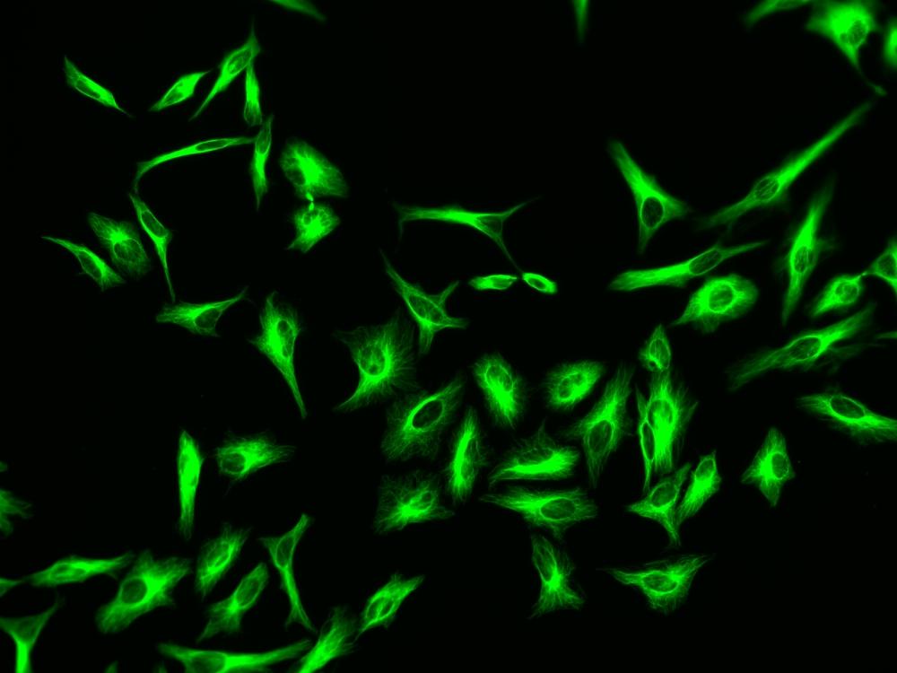 Immunofluorescence&nbsp;staining of tubulin in HeLa cells. HeLa cells were fixed with 4% PFA, permeabilized with 0.1% Triton X-100 and blocked. Cells were then incubated with mouse anti-tubulin antibody and stained with a goat anti-mouse IgG labeled using the ReadiLink&trade; xtra Rapid iFluor® 488 Antibody Labeling Kit (Cat No. 1955).