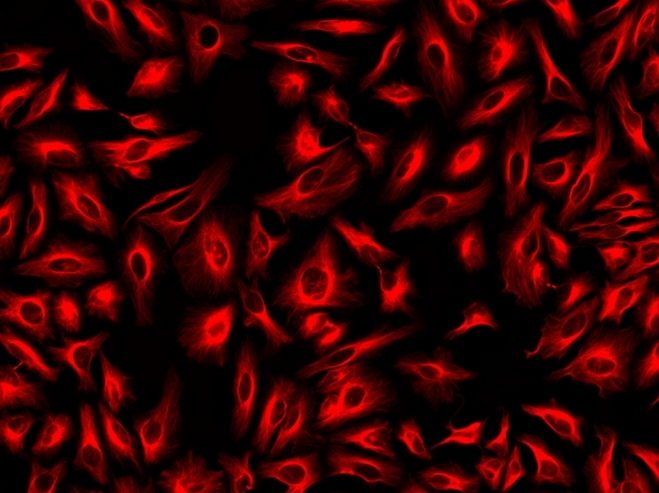 Immunofluorescence staining of tubulin in HeLa cells. HeLa cells were fixed with 4% PFA, permeabilized with 0.1% Triton X-100 and blocked. Cells were then incubated with mouse anti-tubulin monoclonal antibody and stained with a goat anti-mouse IgG labeled using the ReadiLink™ xtra Rapid iFluor® 555 Antibody Labeling Kit (Cat No. 1958).