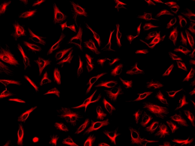 Immunofluorescence staining of tubulin in HeLa cells. HeLa cells were fixed with 4% PFA, permeabilized with 0.1% Triton X-100 and blocked. Cells were then incubated with mouse anti-tubulin monoclonal antibody and stained with a goat anti-mouse IgG labeled using the ReadiLink™ xtra Rapid iFluor® 647 Antibody Labeling Kit (Cat No. 1963).