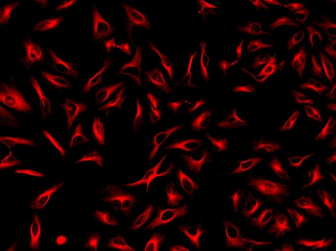 Immunofluorescence&nbsp;staining of tubulin in HeLa cells. HeLa cells were fixed with 4% PFA, permeabilized with 0.1% Triton X-100 and blocked. Cells were then incubated with mouse anti-tubulin monoclonal antibody and stained with a goat anti-mouse IgG labeled using the ReadiLink&trade; xtra Rapid iFluor® 647 Antibody Labeling Kit (Cat No. 1963).