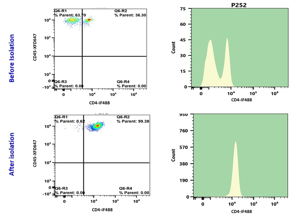 CD4+ T cells positively isolated from whole blood using ReadiPrep™ CD4+ Cell Isolation Kit.
The figure shows that the percentage of CD4+ cells was 36.3% before isolation which increased to 99.38% after isolation. Cells were stained with CD4 (SK3)-iFluor® 488 and CD45 (2D1)-iFlour® 647.