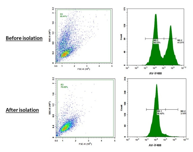 Starting with 72 hours cultured Jurkat cells, which has 56% live cells and 41.5% apoptosis cells (Annexin V positive), the live cell content is enriched to 94% after removal of dead cells with ReadiPrep™ Dead Cell Removal Kit (Cat#67300).