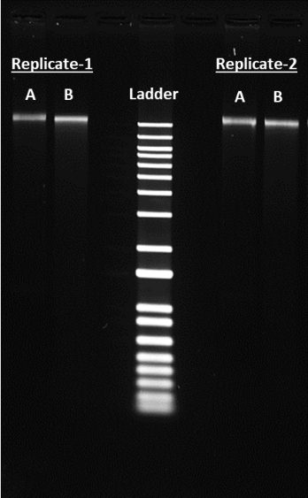 Genomic DNA from HeLa cells was extracted using either Vendor A's kit (labeled as A in the image above) or AAT's ReadiPrep™ DNA Extraction Kit (labeled as B in the image above). A total of 100 ng of DNA was loaded onto a 1% agarose gel and stained with Gelite™ Safe DNA Gel Stain (AAT, cat# 17704). The presence of high-molecular-weight bands with minimal smearing indicates intact genomic DNA.
