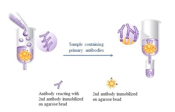 <p>Agarose conjugated antibodies are designed for the rapid and efficient collection of antibodies and proteins, including recombinant fusion proteins, from a complex protein mixture (see protocol). Antibody affinity gels are useful for selection of immunoglobulins and immunoprecipitation of antigens from sera, antisera, ascitic fluid or culture fluid, bacterial and mammalian cell lysates and fusion protein preparations.</p>