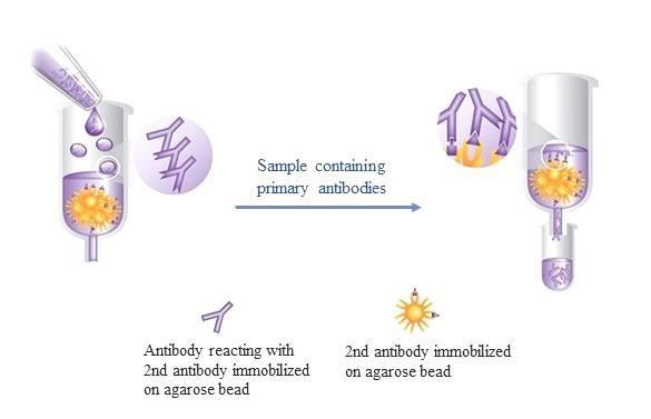 Agarose conjugated antibodies are designed for the rapid and efficient collection of antibodies and proteins, including recombinant fusion proteins, from a complex protein mixture (see protocol). Antibody affinity gels are useful for selection of immunoglobulins and immunoprecipitation of antigens from sera, antisera, ascitic fluid or culture fluid, bacterial and mammalian cell lysates and fusion protein preparations.