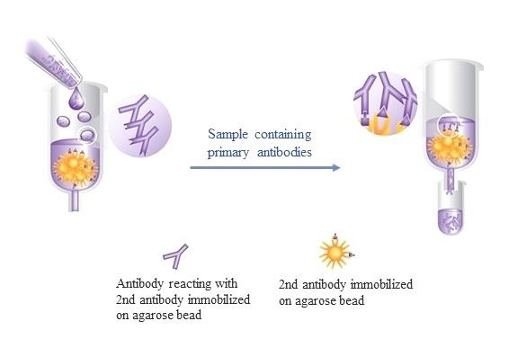 Agarose conjugated antibodies