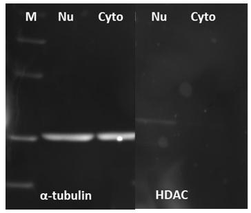 40 ug total protein of nuclear or cytoplasmic extract from Jurkat cells was used.&nbsp; 2 ug/ml of mouse anti-&alpha;-tubulin antibody or rabbit anti-HDAC1 antibody was used to probe the nitrocellulose membrane for overnight. 10 ug/ml of iFluor<sup>TM</sup> 647 goat anti-mouse IgG (H+L) (AAT Bioquest&reg;, Cat#. 16744) or iFluor<sup>TM</sup> 647 goat anti-rabbit IgG (H+L) (AAT Bioquest&reg;, Cat#. 16809) was used. The detection was visualized by UVP MultiSpectral Imaging System (Biolite). M: Marker, Nu: Nuclear extract, Cyto: Cytoplasmic extract.