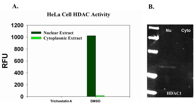 Nuclear and cytoplasmic extract from Hela cells were collected using ReadiPrep&trade; Nucleus/Cytosol Fractionation Kit (AAT Bioquest&reg;, Cat#60000). The protein was quantified by Amplite® Fluorimetric Fluorescamine Protein Quantitation Kit (AAT Bioquest&reg;, Cat#. 11100). <strong>A</strong>. 8 &micro;g of nuclear or cytoplasmic extract was incubated with or without HDAC inhibitor Trichostatin A, and HDAC activity was measured by Amplite® Fluorimetric HDAC Activity Assay Kit (AAT Bioquest&reg;, Cat#. 13601). <strong>B</strong>. 40 ug total protein of nuclear or cytoplasmic extract was used.&nbsp; 2 ug/ml of rabbit anti-HDAC1 antibody was used to probe the nitrocellulose membrane for overnight. 10 ug/ml of iFluorTM 647 goat anti-rabbit IgG (H+L) (AAT Bioquest&reg;, Cat#. 16809) was used. The detection was visualized by UVP MultiSpectral Imaging System (Biolite). M: Marker, Nu: Nuclear extract, Cyto: Cytoplasmic extract.
