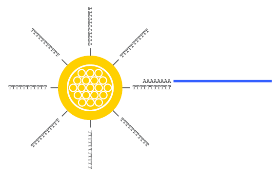 Oligo(dT) Magnetic Beads | AAT Bioquest
