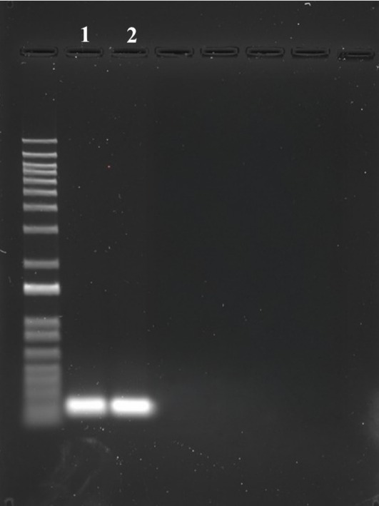 Comparison of 18sRNA PCR product purified with Competitor A’s purification kit (Labeled as 1) and ReadiPrep™ PCR clean up kit (cat# 60511, labeled as 2). Purified products were run on 1% agarose gel with 1X TAE buffer followed by Gelite safe DNA gel staining (cat# 17700).