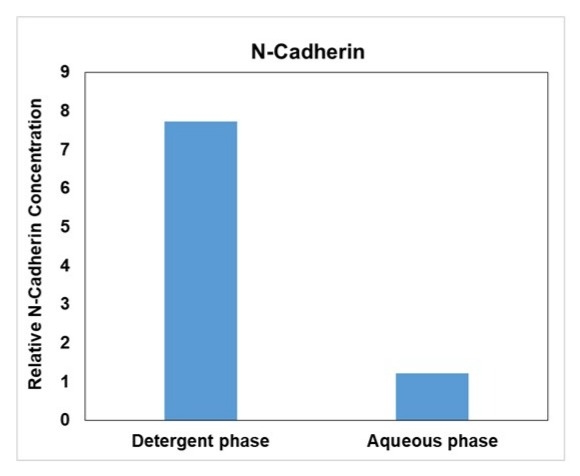 SDS-PAGE analysis of plasma membrane proteins collected from HeLa cells with ReadiPrep™ Plasma Membrane Protein Extraction kit (Cat# 60209). Normalized levels of N-Cadherin to tubulin levels in detergent and aqueous fractions were shown.