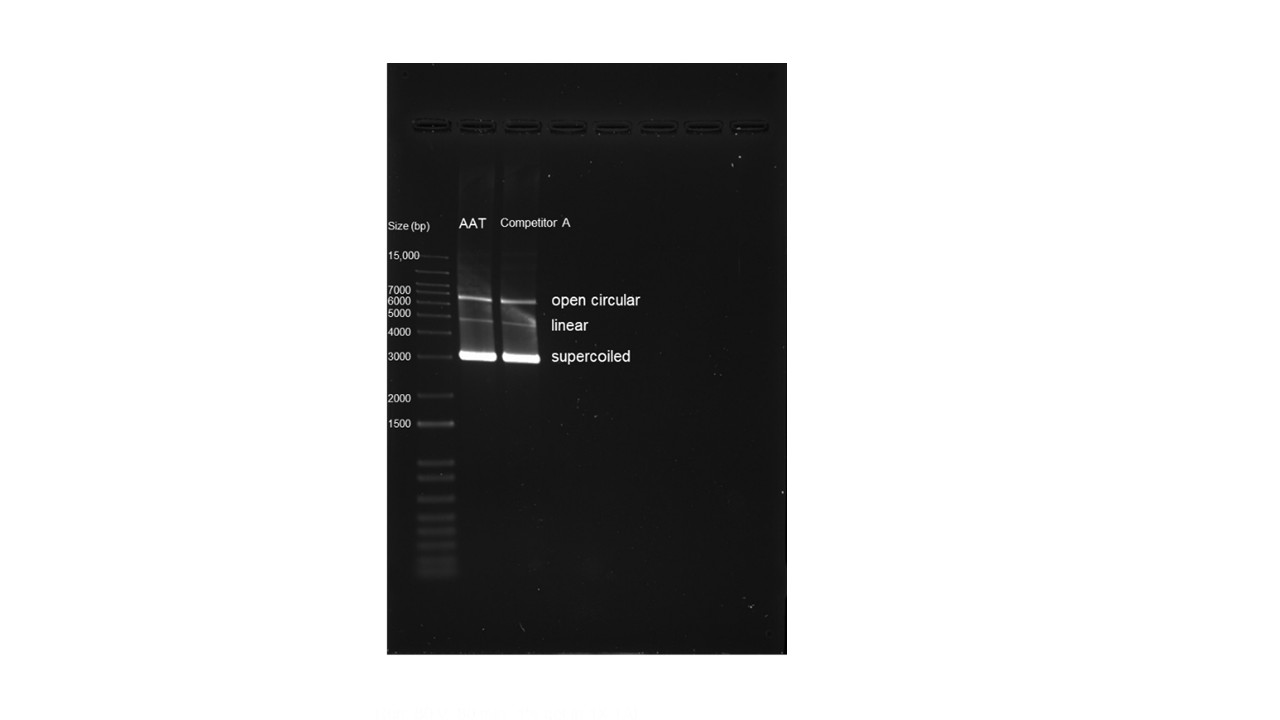 Comparison of plasmid purified with Competitor A’s purification kit and ReadiPrep™ Plasmid Preparation Mini Kit (cat# 67307). E.coli (Strain DH10B) containing Gα16 plasmid (Size around 3000 bp) was purified using both kits as per suggested protocols. Purified products were run on 1% agarose gel with 1X TAE buffer followed by Gelite safe DNA gel staining (cat# 17700).