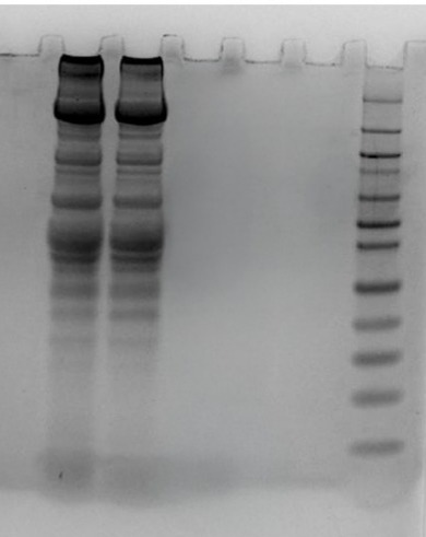 Tissue protein extraction using ReadiPrep™ Tissue Protein Extraction Buffer. Tissue samples (10 ug protein shown in duplicates along with ladder) were processed using the ReadiPrep™ Tissue Protein Extraction Buffer and analyzed by gel electrophoresis.