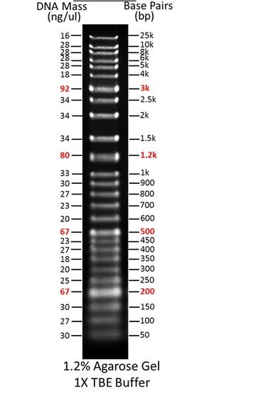 ReadiUse™ 1 Kb Plus DNA Ladder (5 uL/well) was run on 1.2% agarose gel with 1 X TBE Buffer. 
